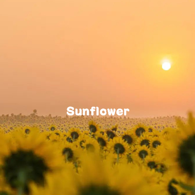 Sunflower吉他谱GTP格式